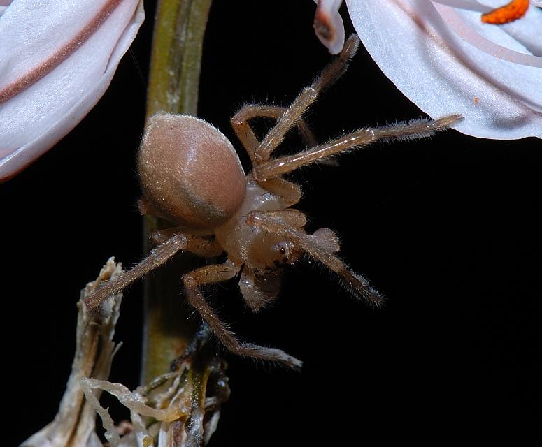 Cheiracanthium sp.